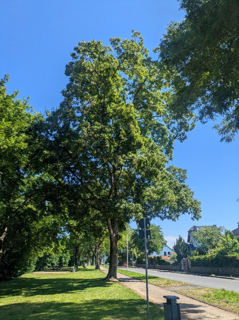 moselufer